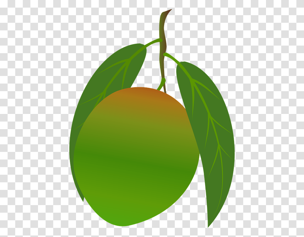 Mango, Tennis Ball, Sport, Sports, Plant Transparent Png