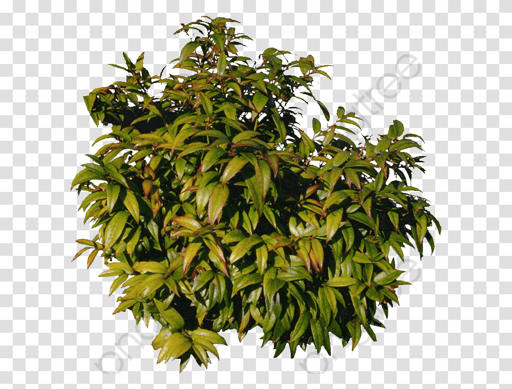 Mango Tree Clipart Tree, Leaf, Plant, Acanthaceae, Flower Transparent Png