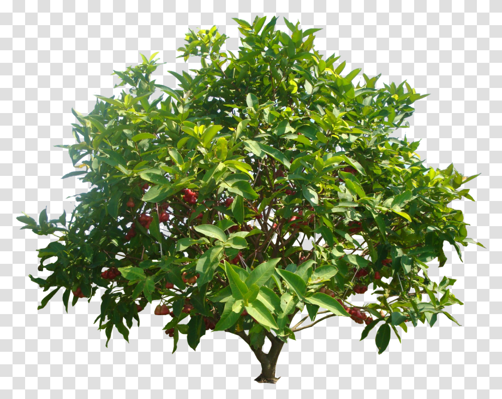 Mango Tree Hd, Plant, Bush, Vegetation, Leaf Transparent Png