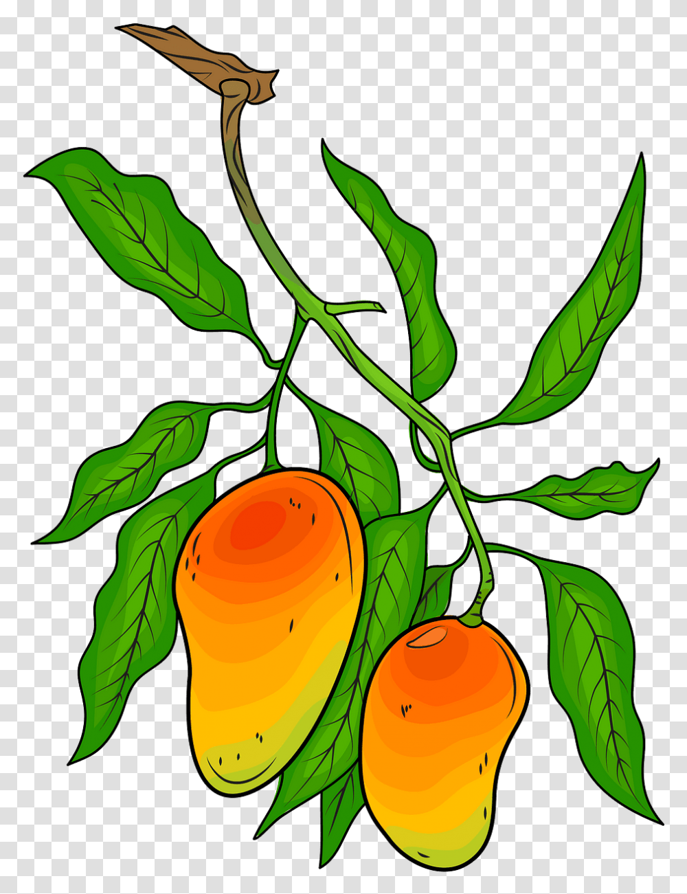 Mango Tree Illustration, Plant, Fruit, Food, Leaf Transparent Png