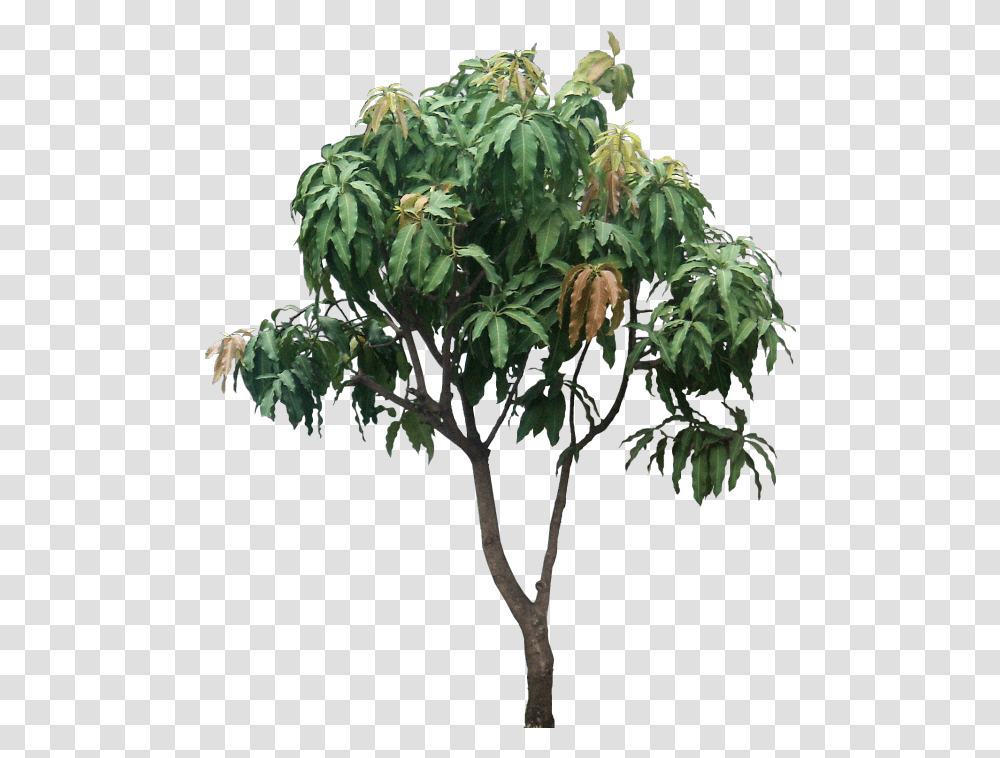 Mango Tree Mango Tree, Plant, Leaf, Potted Plant, Vase Transparent Png