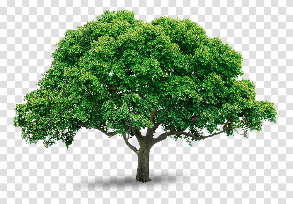Mango Tree, Plant, Cross, Maple Transparent Png