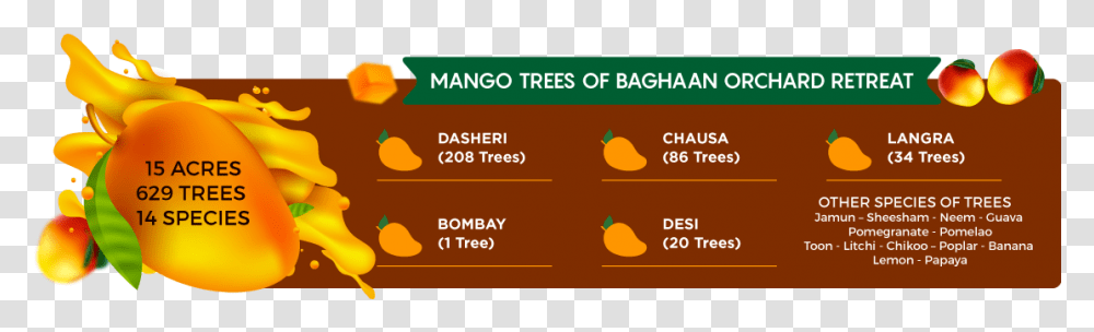 Mango Trees Squash, Plant, Number Transparent Png