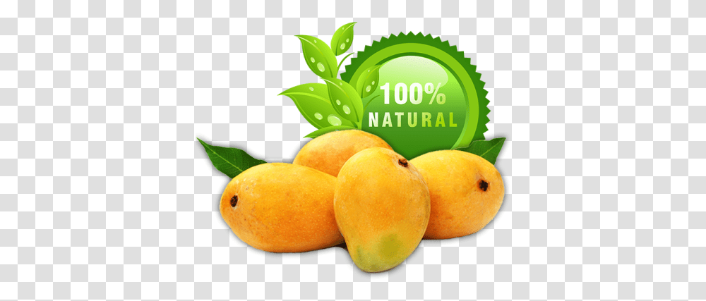 Mangoes Alphonso Mango, Plant, Green, Orange, Citrus Fruit Transparent Png