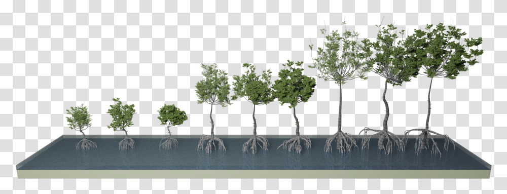 Mangrove 3d Trees - Jules Morel Sabal Palmetto, Plant, Root, Vegetation, Bonsai Transparent Png