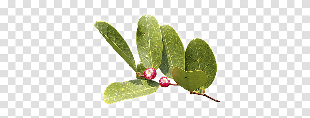 Mangrove Forests In Southeast Asia Flowering Plant In Mangrove Forest, Leaf, Fruit, Food, Blossom Transparent Png