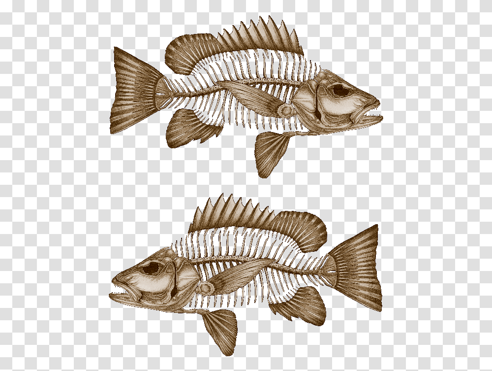 Mangrove Jack Decals Fossil Fish No Background, Aquatic, Water, Animal, Word Transparent Png