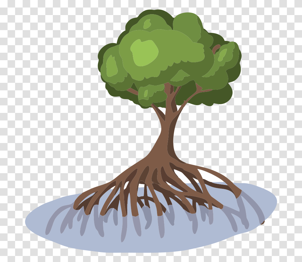 Mangrove Mangrove Tree Clip Art, Root, Plant, Vegetable, Food Transparent Png