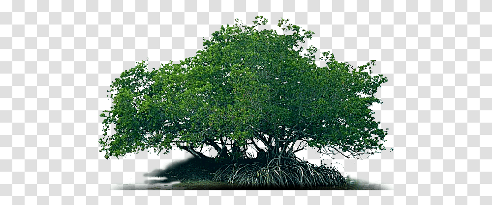 Mangrove Oak, Vegetation, Plant, Bush, Woodland Transparent Png