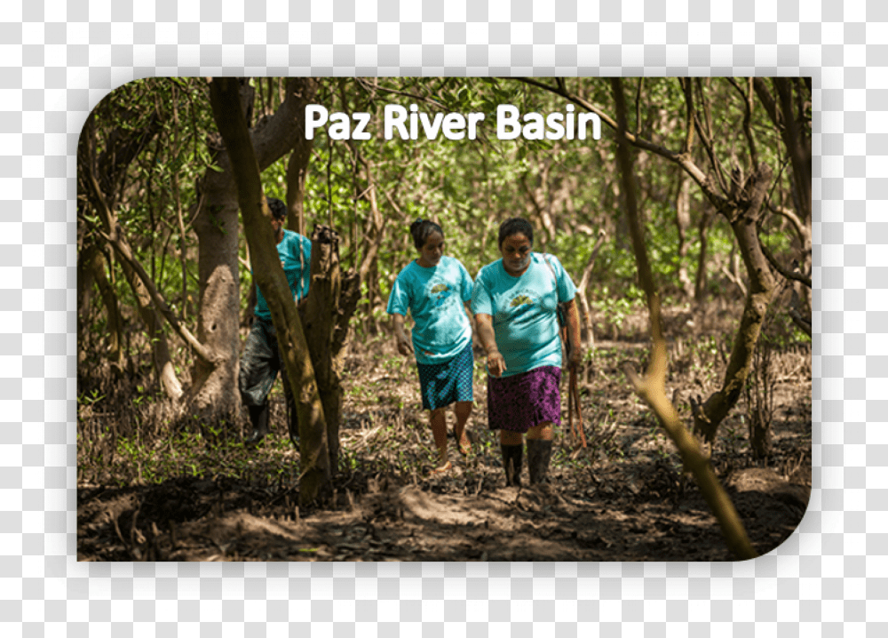 Mangrove Restoration Walking, Vegetation, Plant, Person, Woodland Transparent Png