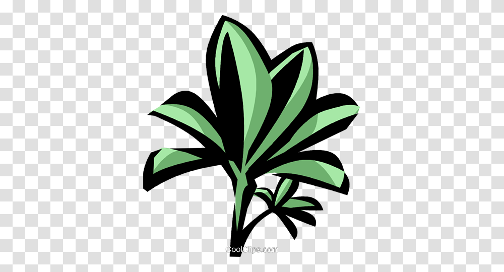 Mangrove Royalty Free Vector Clip Art Illustration, Plant, Leaf, Tree, Flower Transparent Png