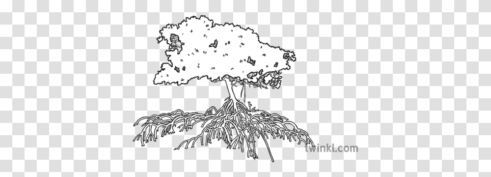 Mangrove Tree Black And White White Pine, Plant, Root Transparent Png