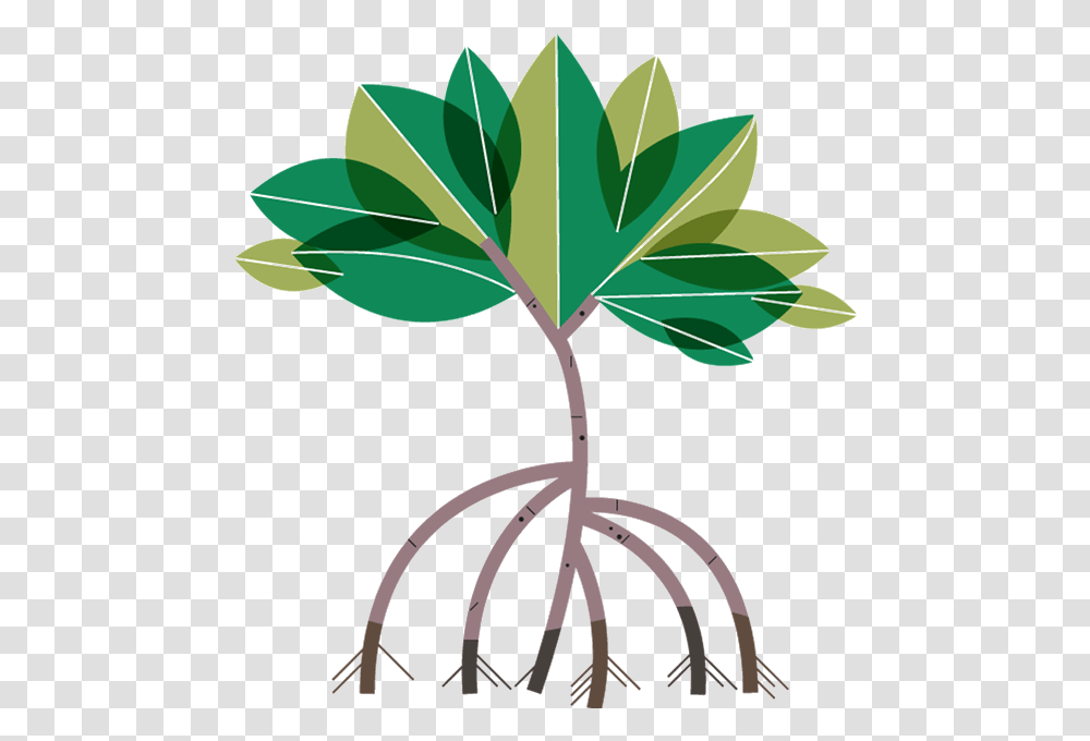 Mangrove Tree Clipart Mangrove, Leaf, Plant, Flower, Blossom Transparent Png