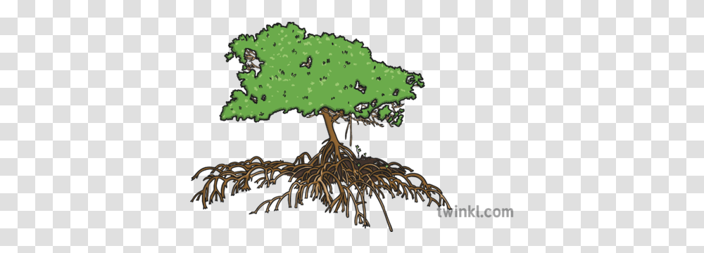 Mangrove Tree Illustration Gambel Oak, Plant, Root, Honey Bee, Insect Transparent Png