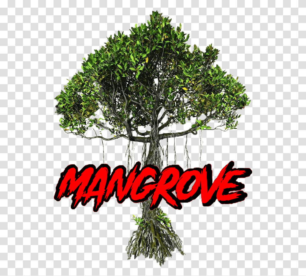 Mangrove Unparalleled, Plant, Tree, Root, Potted Plant Transparent Png