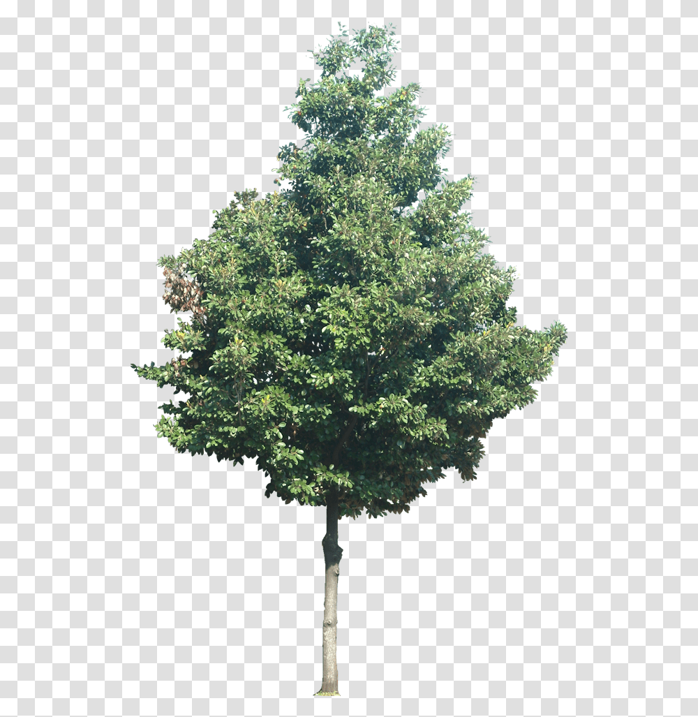 Manilkara Kauki Mexican Pinyon, Tree, Plant, Maple, Oak Transparent Png