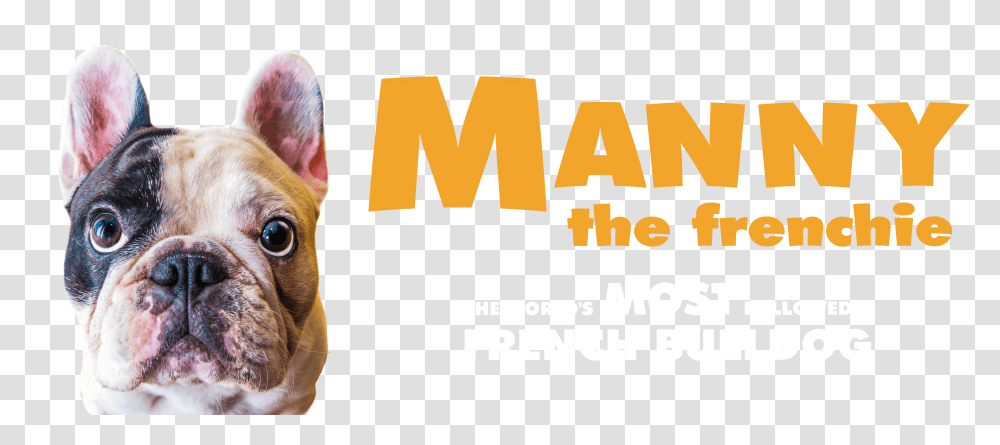 Manny French Bulldog Transparent Png