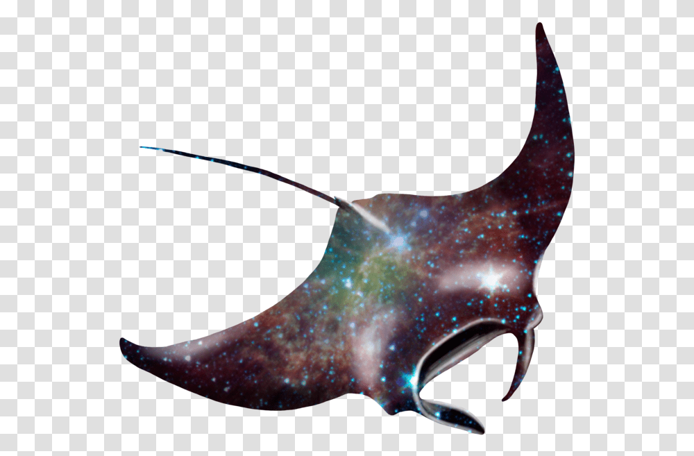 Manta Ray Giant Oceanic Manta Ray Cute, Plant, Food, Tree, Ornament Transparent Png