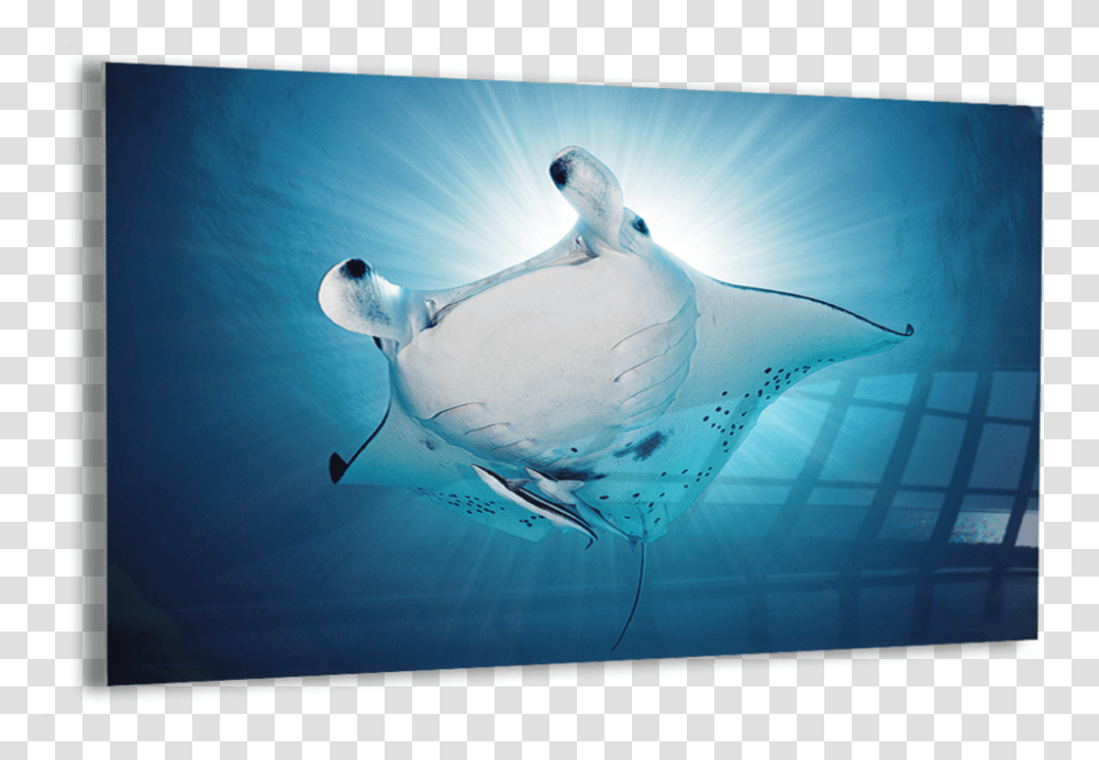 Manta Rays - Kristian Laine Photography Underwater, Sea Life, Fish, Animal, Shark Transparent Png