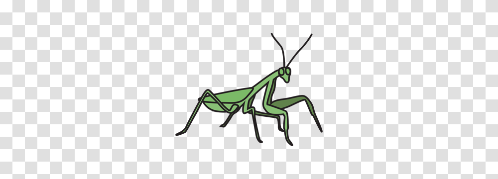 Mantis Clipart, Bow, Insect, Invertebrate, Animal Transparent Png
