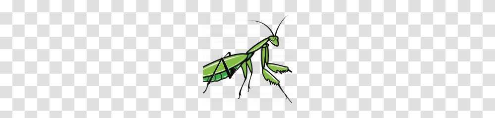 Mantis Clipart, Insect, Invertebrate, Animal, Grasshopper Transparent Png