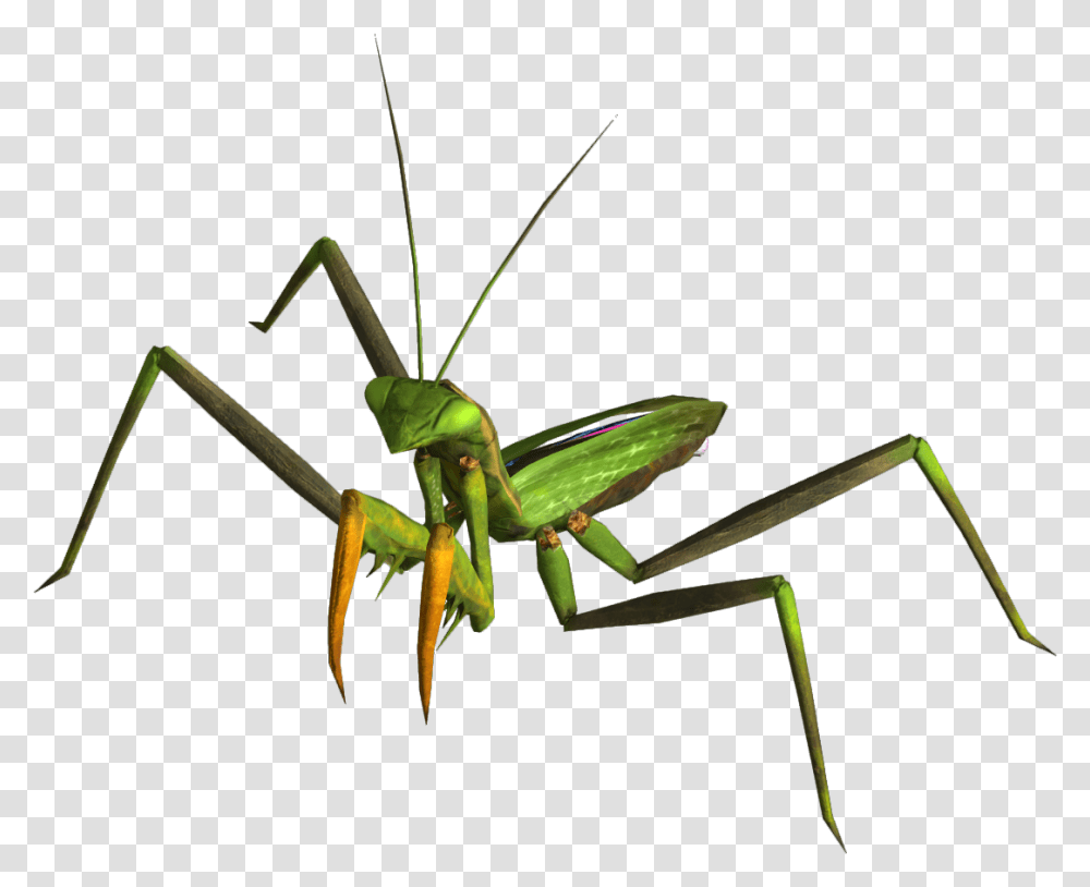 Mantis Fallout New Vegas, Cricket Insect, Invertebrate, Animal, Photography Transparent Png