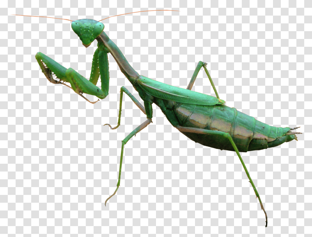 Mantis Free Image Mantis, Insect, Invertebrate, Animal, Cricket Insect Transparent Png