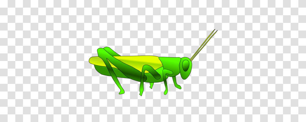 Mantis Grasshopper Insect Pest Cricket Wireless, Invertebrate, Animal, Grasshoper Transparent Png