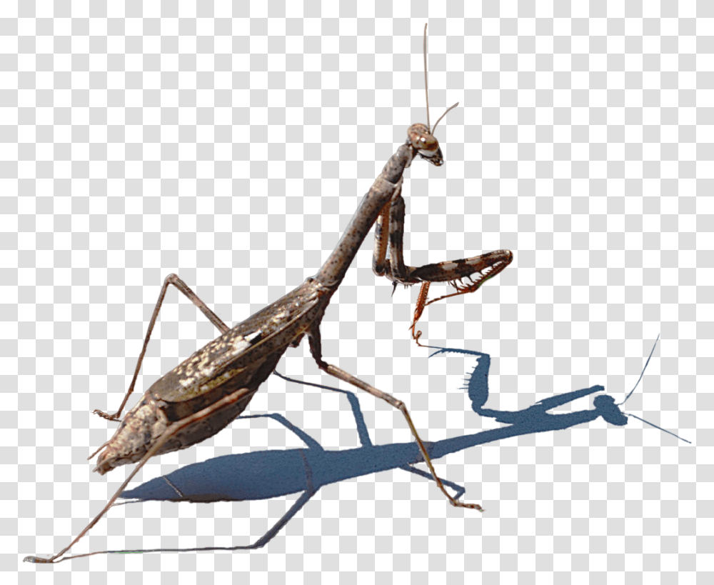 Mantis Hd Image Praying Mantis Transperent, Insect, Invertebrate, Animal, Cricket Insect Transparent Png