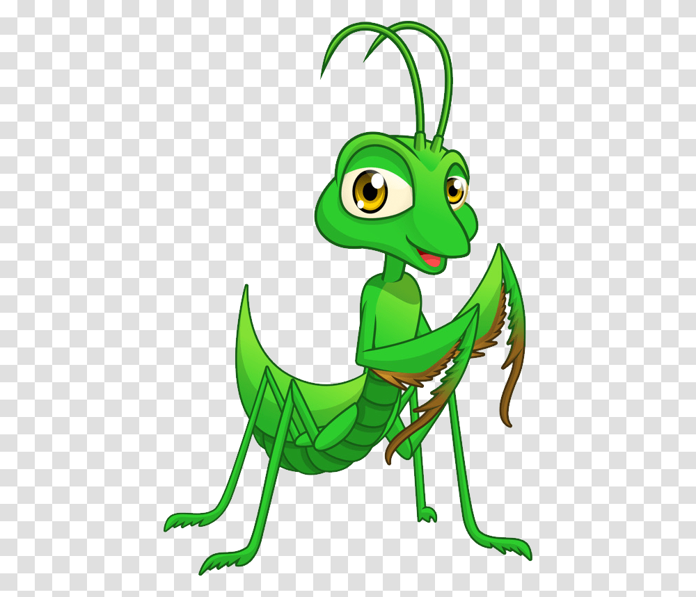 Mantis, Insect, Animal, Grasshopper, Invertebrate Transparent Png