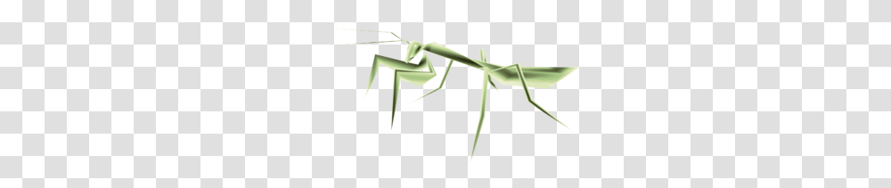 Mantis, Insect, Animal, Invertebrate, Bow Transparent Png