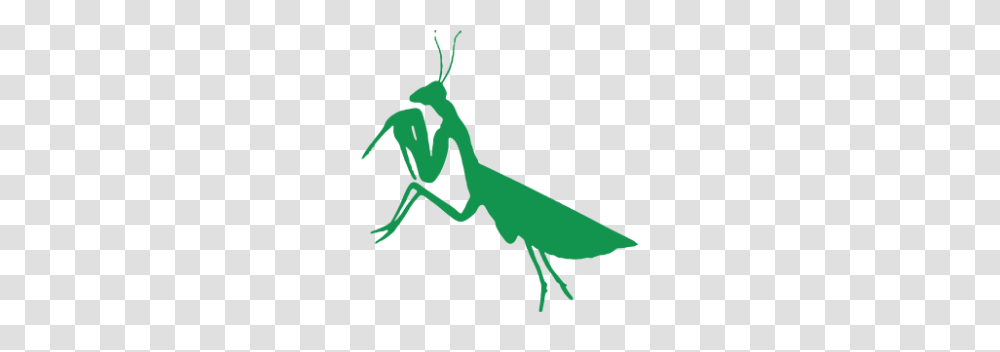 Mantis, Insect, Animal, Invertebrate, Person Transparent Png