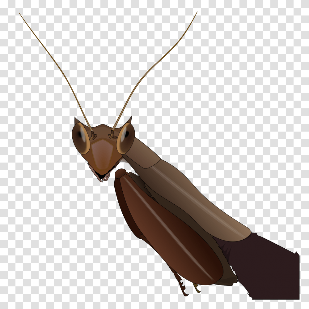 Mantis, Insect, Bow, Invertebrate, Animal Transparent Png