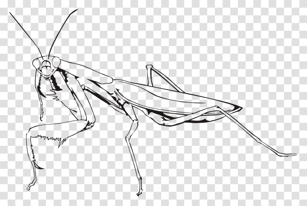 Mantis, Insect, Bow, Invertebrate, Animal Transparent Png