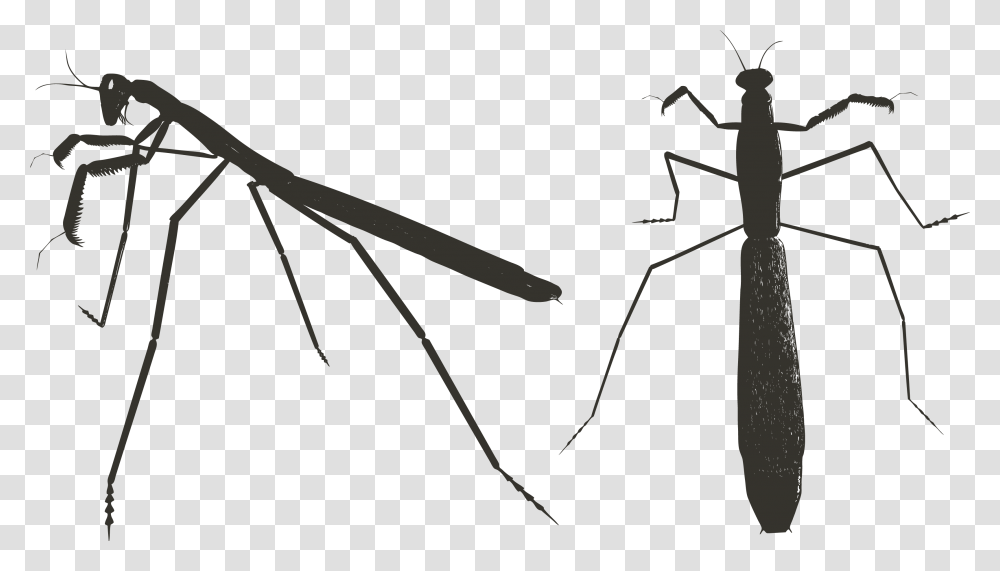 Mantis, Insect, Bow, Invertebrate, Animal Transparent Png