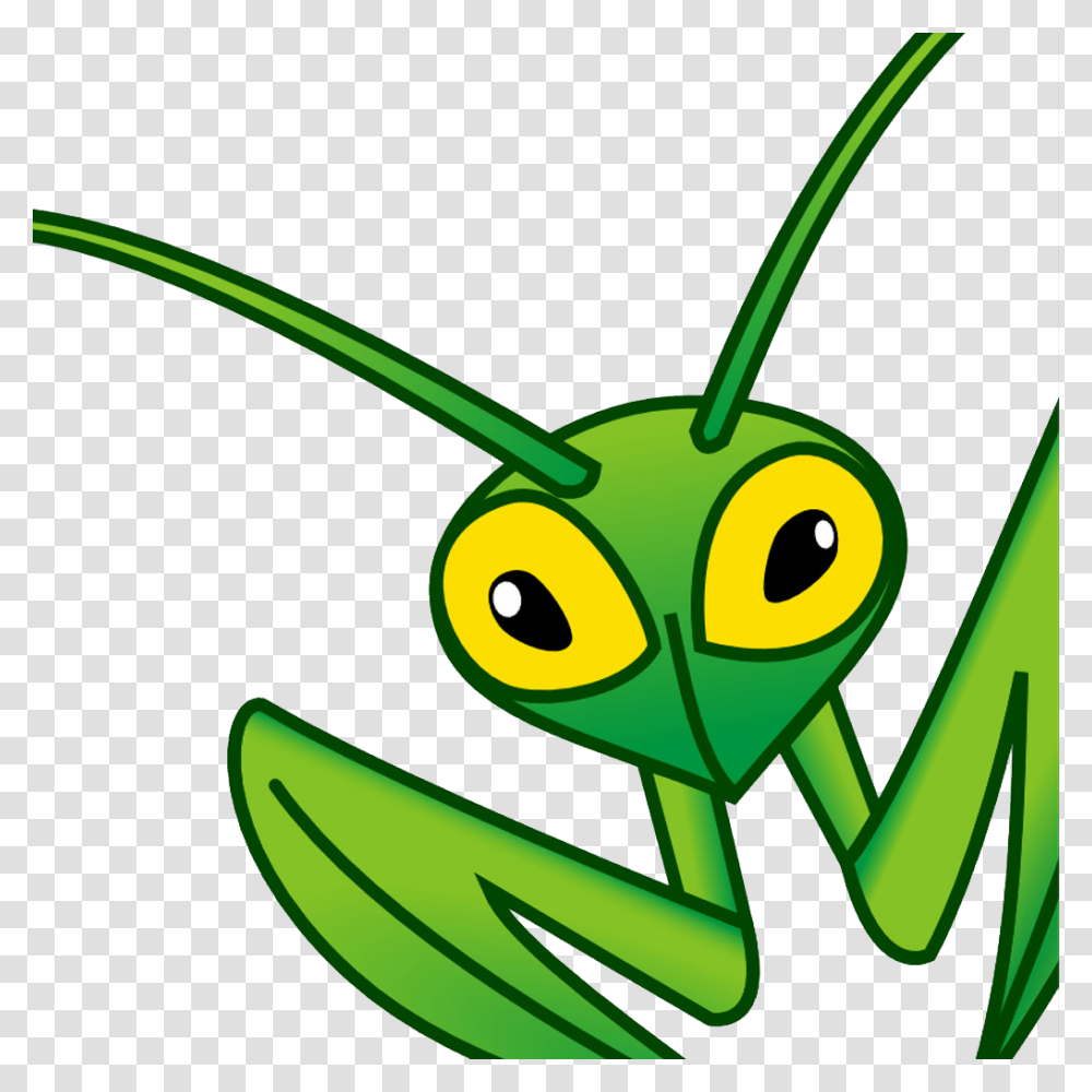 Mantis, Insect, Grasshopper, Invertebrate, Animal Transparent Png