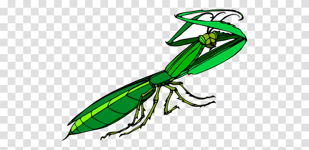 Mantis, Insect, Grasshopper, Invertebrate, Animal Transparent Png