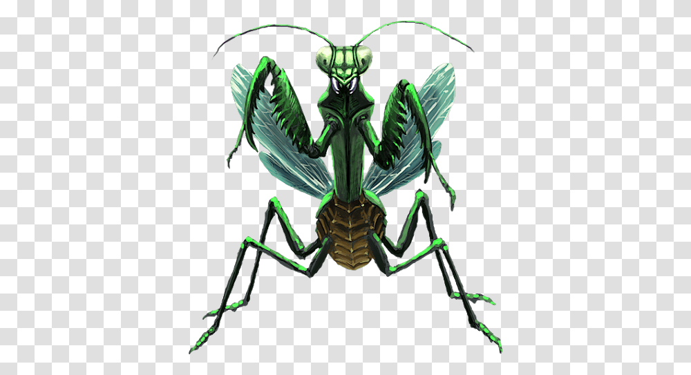 Mantis, Insect, Grasshopper, Invertebrate, Animal Transparent Png