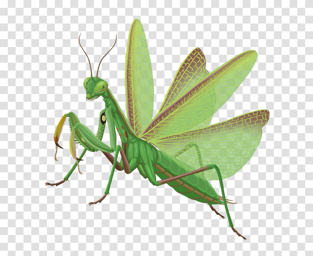 Mantis, Insect, Grasshopper, Invertebrate, Animal Transparent Png