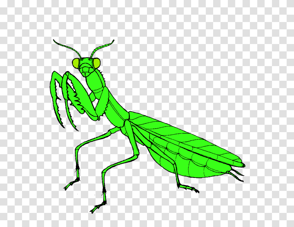 Mantis, Insect, Grasshopper, Invertebrate, Animal Transparent Png