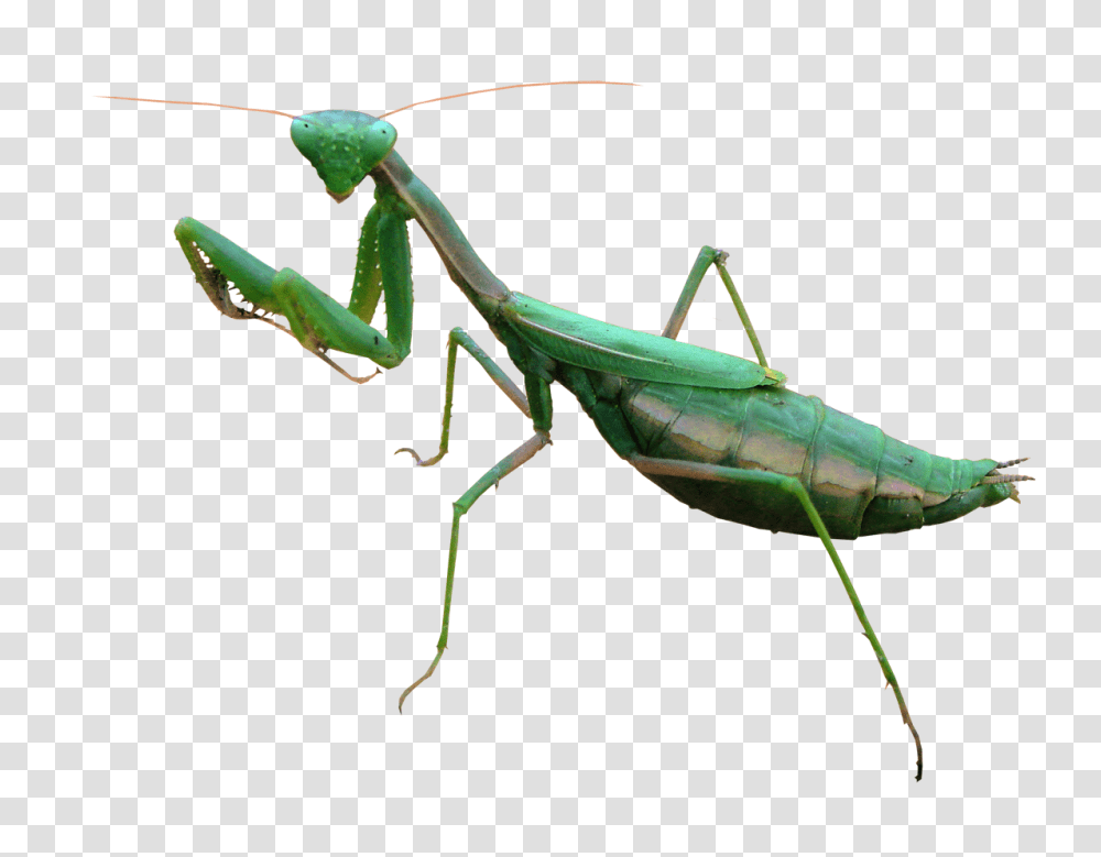 Mantis, Insect, Grasshopper, Invertebrate, Animal Transparent Png