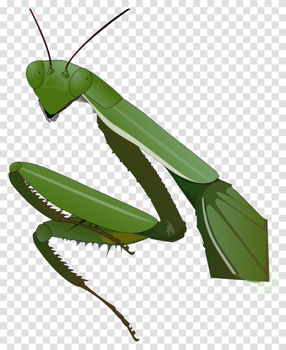 Mantis, Insect, Invertebrate, Animal, Banana Transparent Png