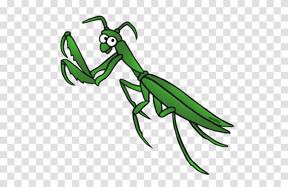 Mantis, Insect, Invertebrate, Animal, Bird Transparent Png