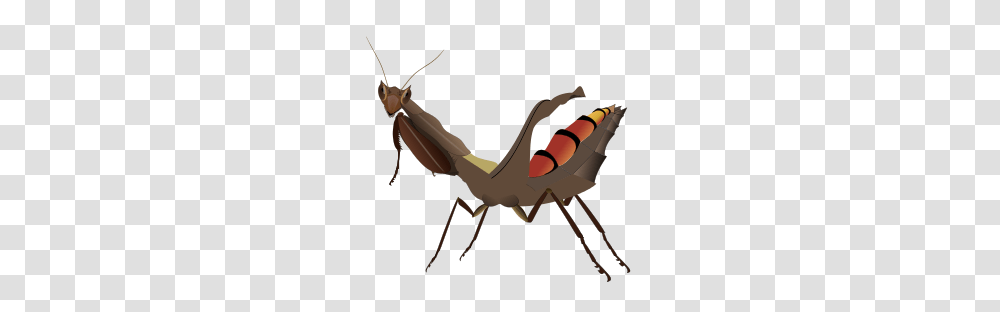 Mantis, Insect, Invertebrate, Animal, Bow Transparent Png