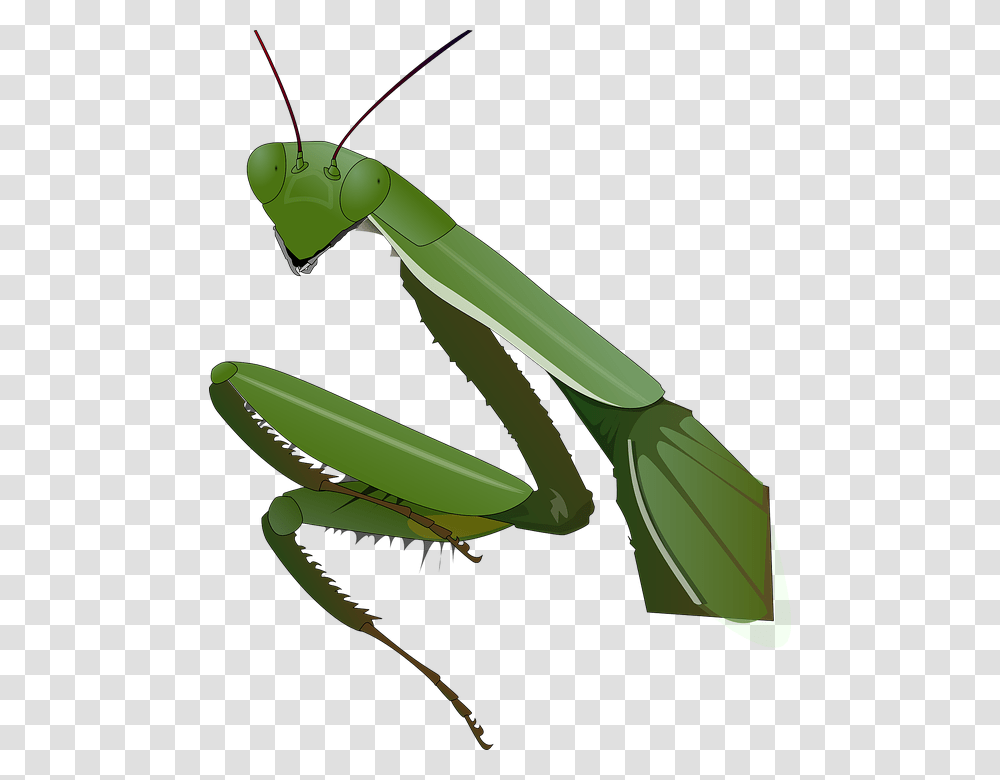 Mantis, Insect, Invertebrate, Animal, Bow Transparent Png