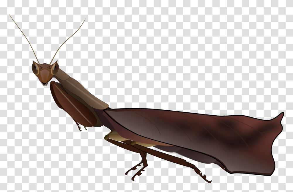 Mantis, Insect, Invertebrate, Animal, Cockroach Transparent Png