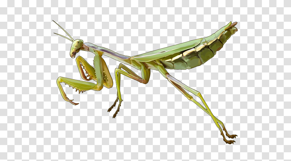 Mantis, Insect, Invertebrate, Animal, Cricket Insect Transparent Png