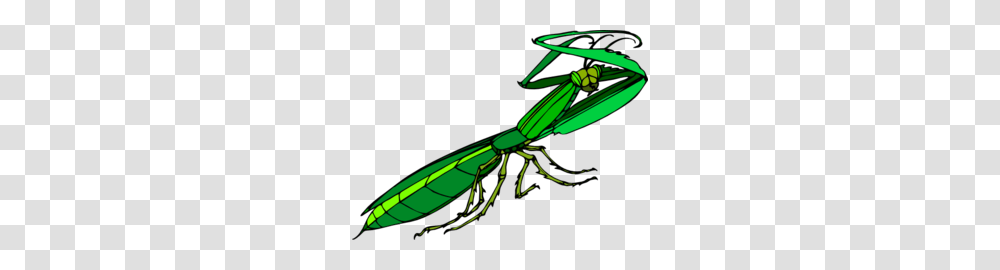 Mantis, Insect, Invertebrate, Animal, Cricket Insect Transparent Png