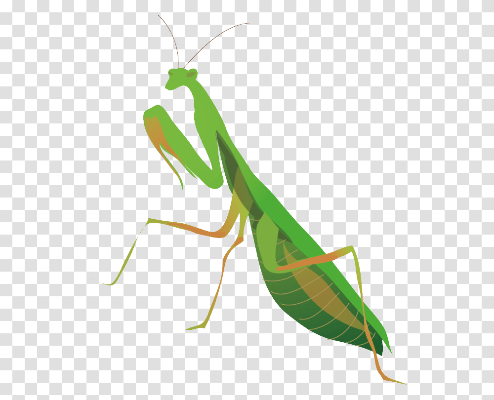Mantis, Insect, Invertebrate, Animal, Grasshopper Transparent Png