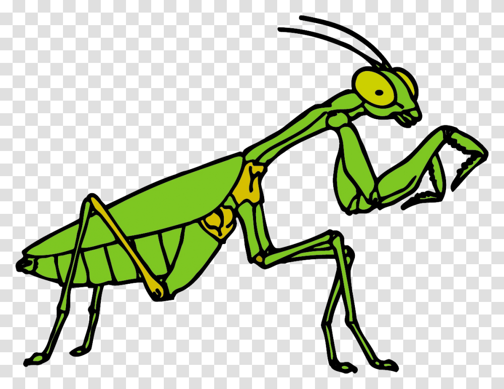 Mantis, Insect, Invertebrate, Animal, Grasshopper Transparent Png